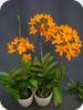 Epidendrum radicans CT Vigor